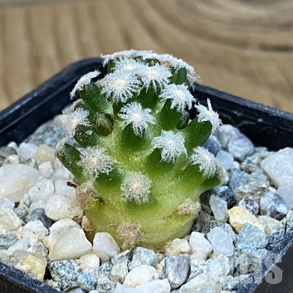 SH34452 Mammillaria theresae v. minima GCG 12504 - Image 2