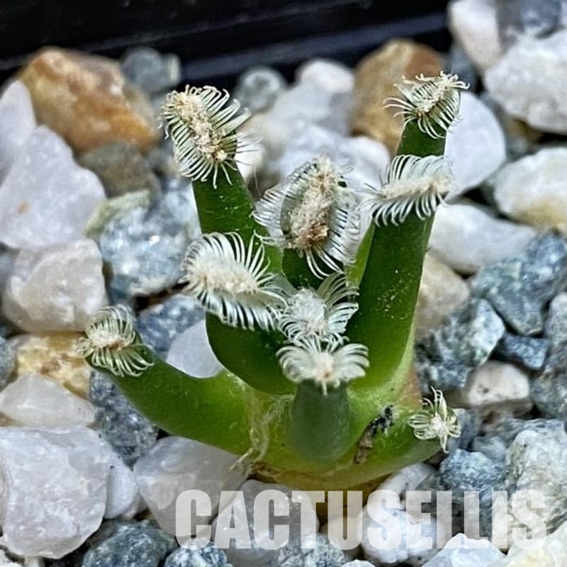 SH34453 Mammillaria bertholdii GCG 12161