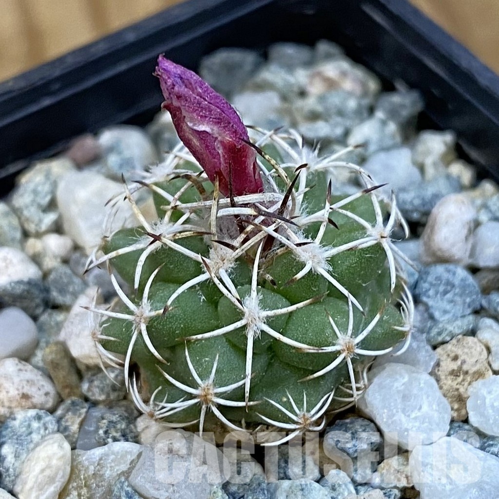 SH34455 Turbinicarpus nikolae GCG 10892