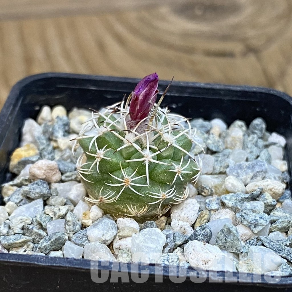 SH34455 Turbinicarpus nikolae GCG 10892 - Image 2