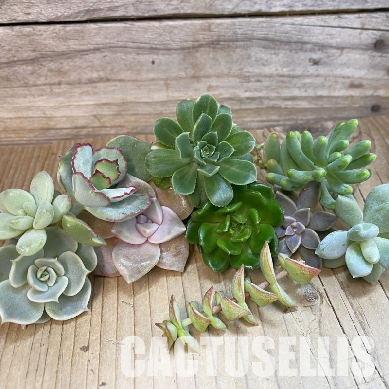 SH34464 Succulents mix, cuted