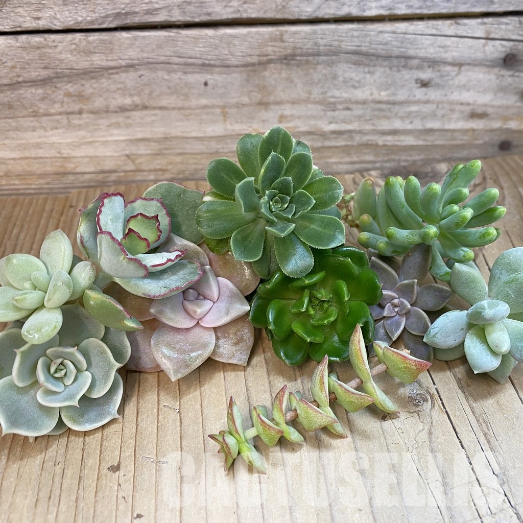 SH34464 Succulents mix, cuted