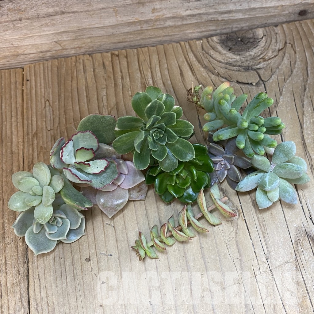 SH34464 Succulents mix, cuted - Image 2