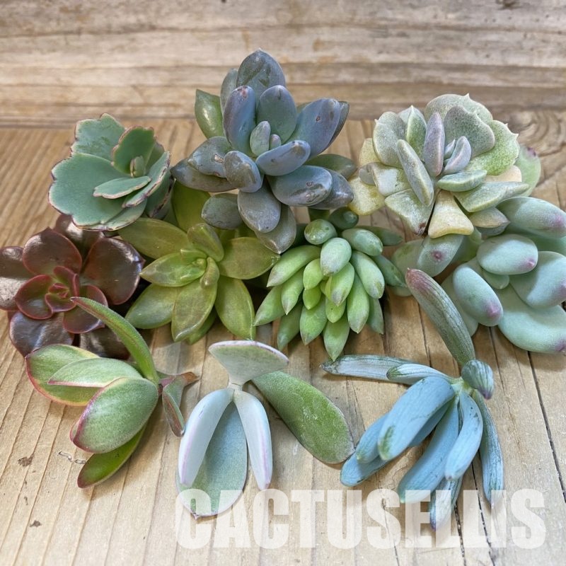 SH34465 Succulents mix, cuted