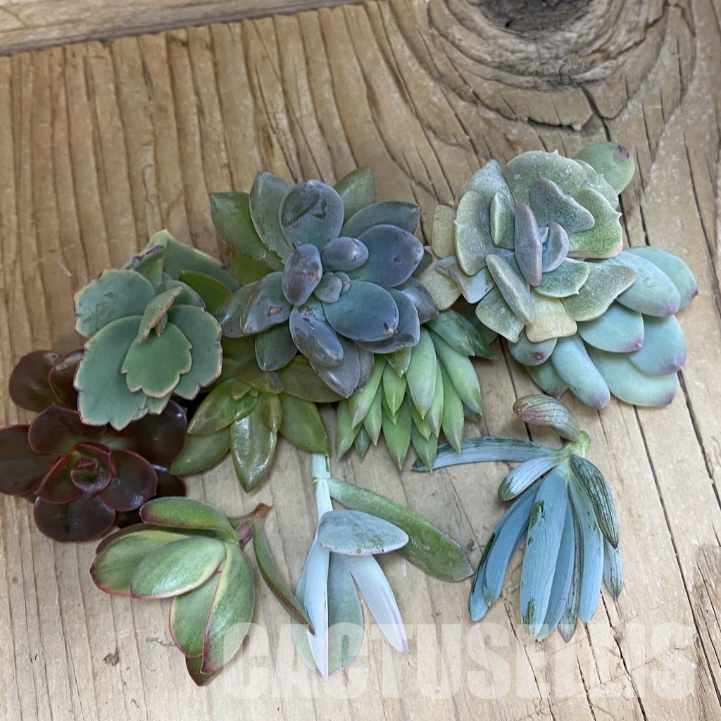 SH34465 Succulents mix, cuted - Image 2