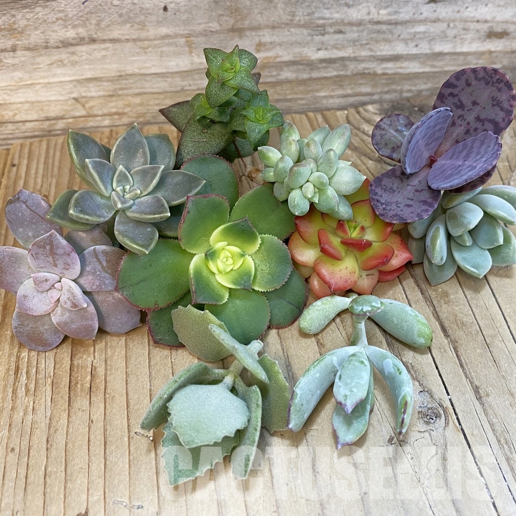 SH34466 Succulents mix, cuted