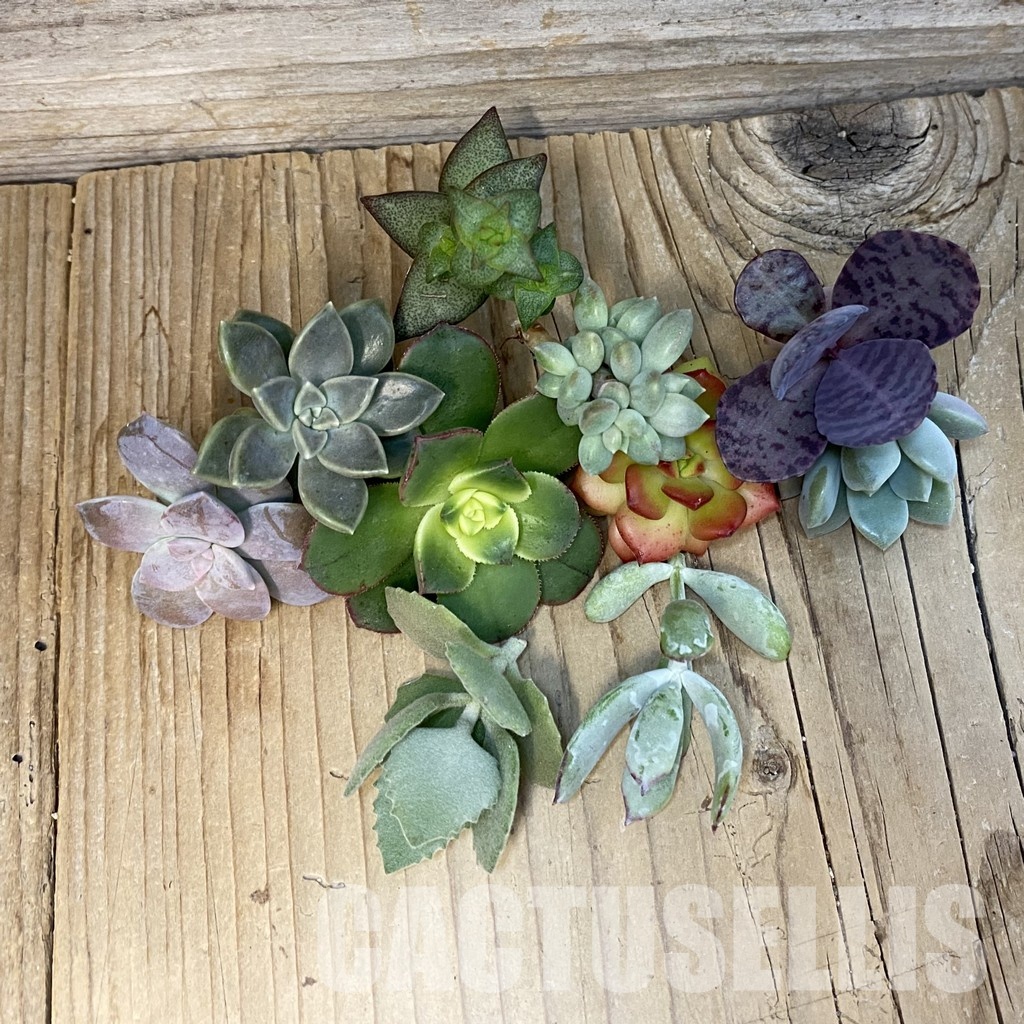 SH34466 Succulents mix, cuted - Image 2