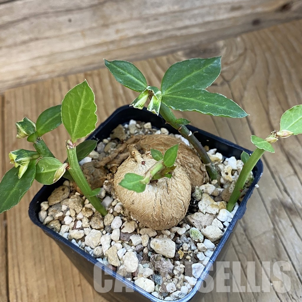 SH34384 Monadenium invenustum - Image 2