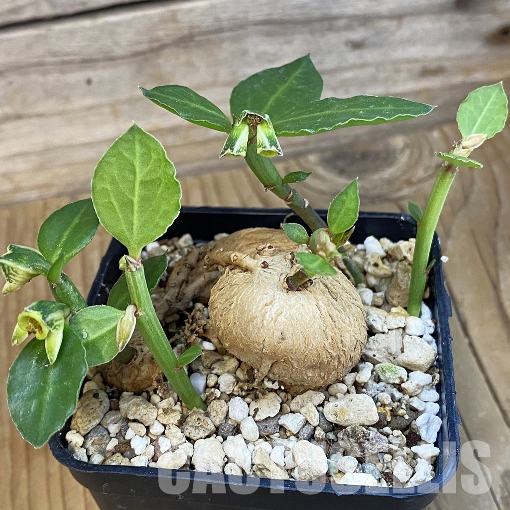 SH34384 Monadenium invenustum