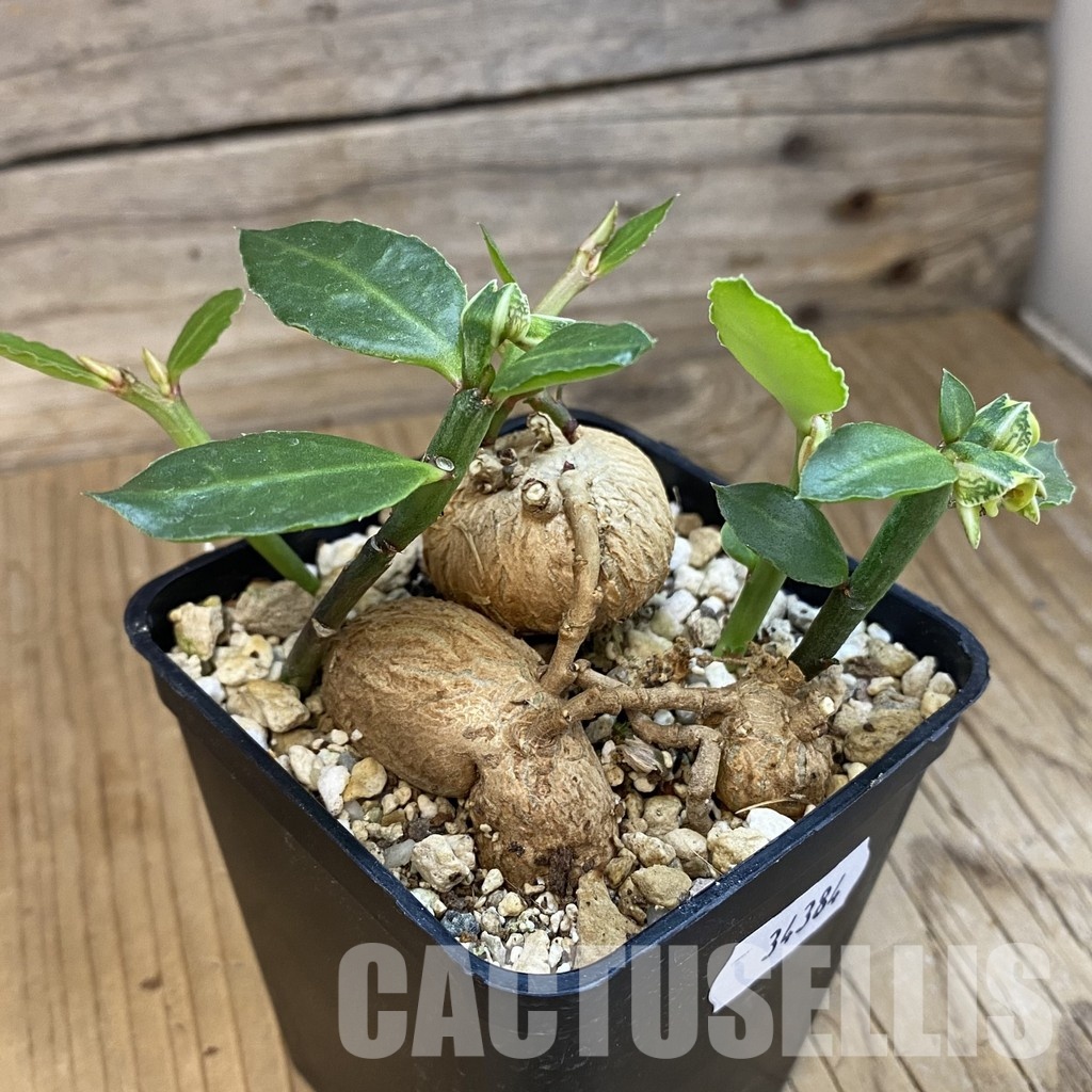SH34384 Monadenium invenustum - Image 3