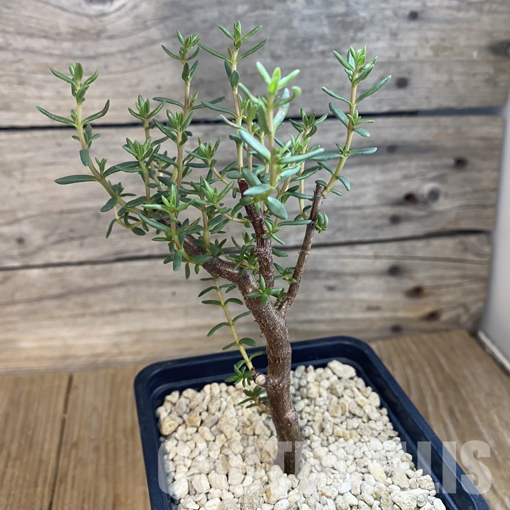 SH34376 Crassula sarcocaulis ssp. rupicola - Зображення 2