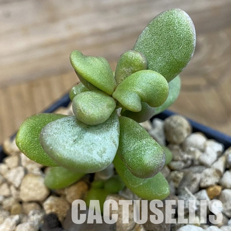 SH34385 Ceraria pygmaea, seedling, 3 years old