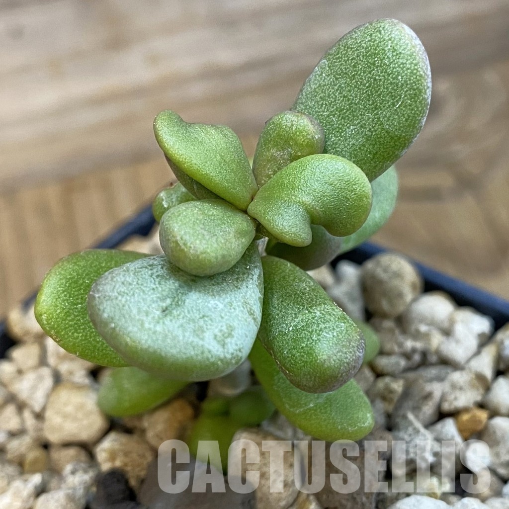 SH34385 Ceraria pygmaea, seedling, 3 years old