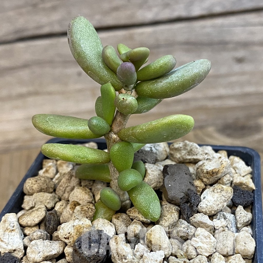 SH34385 Ceraria pygmaea, seedling, 3 years old - Image 2