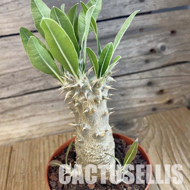 SH34386 Pachypodium horombense
