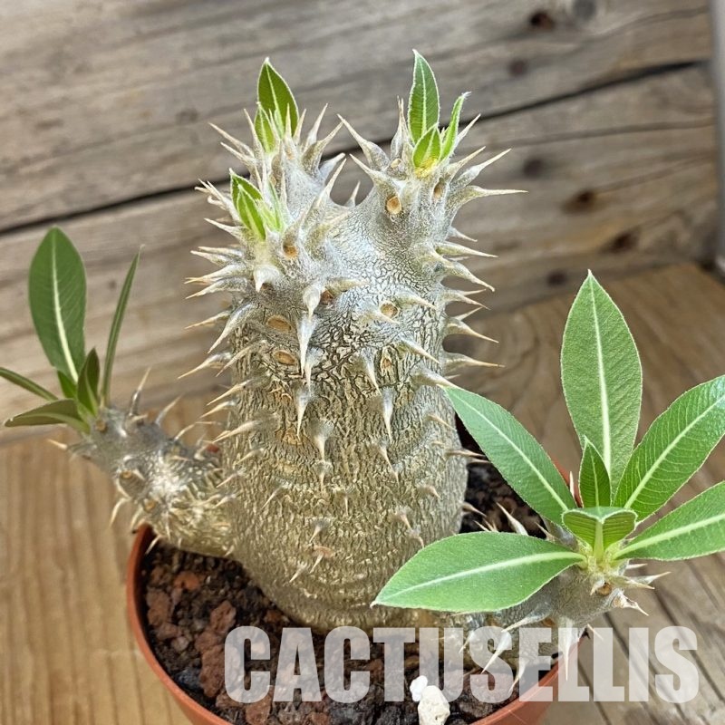 SH34387 Pachypodium horombense