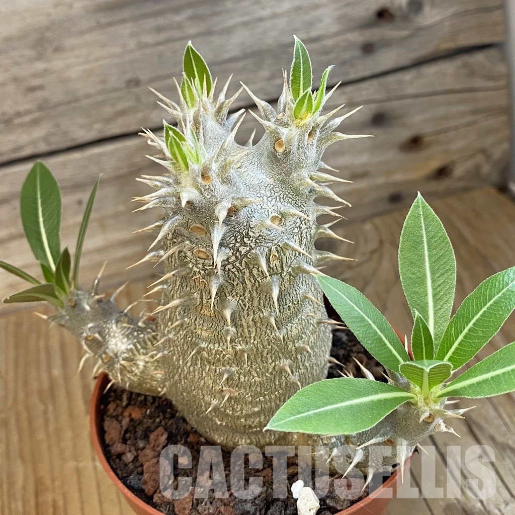 SH34387 Pachypodium horombense