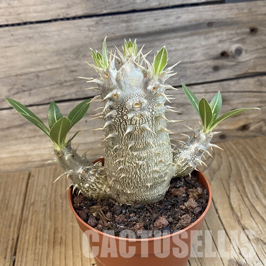 SH34387 Pachypodium horombense - Image 2