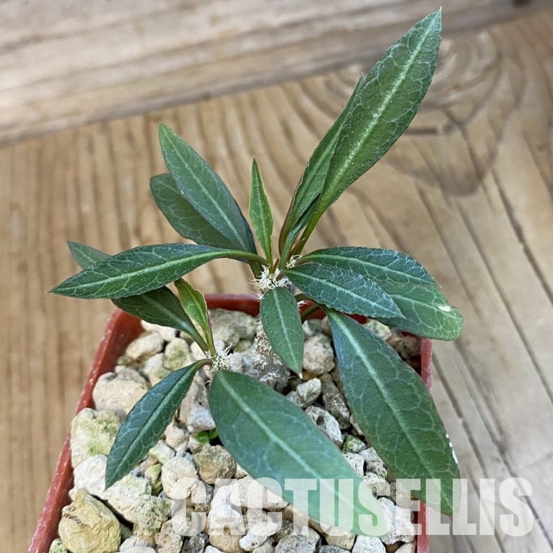 SH34388 Euphorbia waringiae