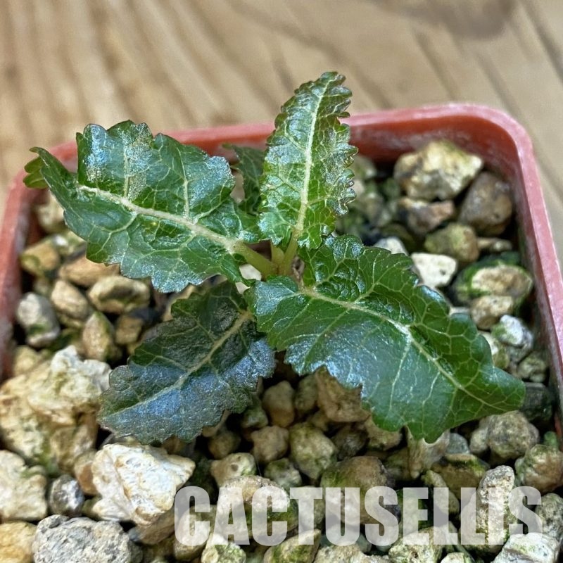 SH34389 Boswellia nana