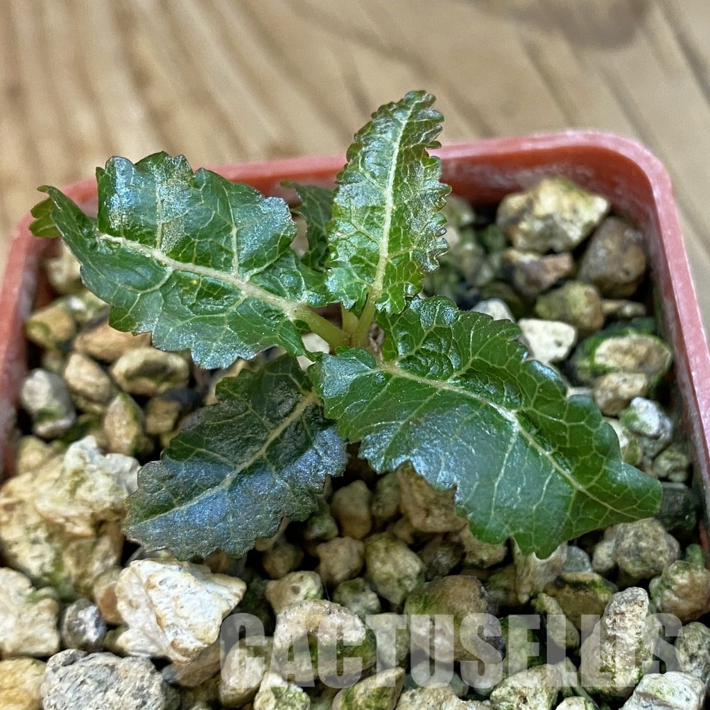 SH34389 Boswellia nana