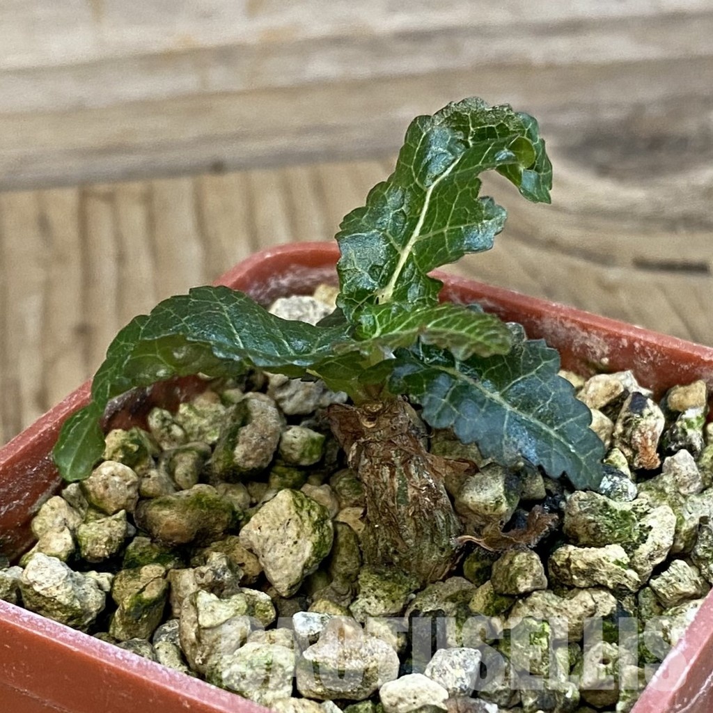 SH34389 Boswellia nana - Image 2