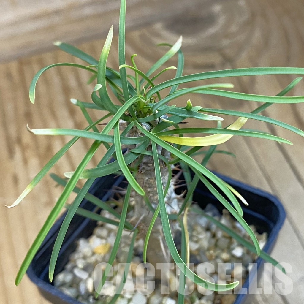 SH34390 Euphorbia gottlebei