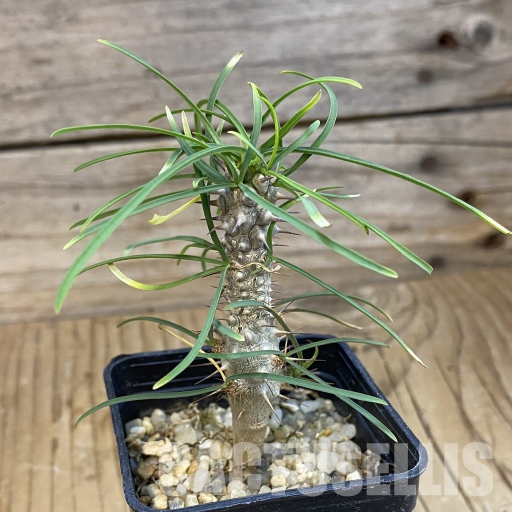 SH34390 Euphorbia gottlebei – Image 2