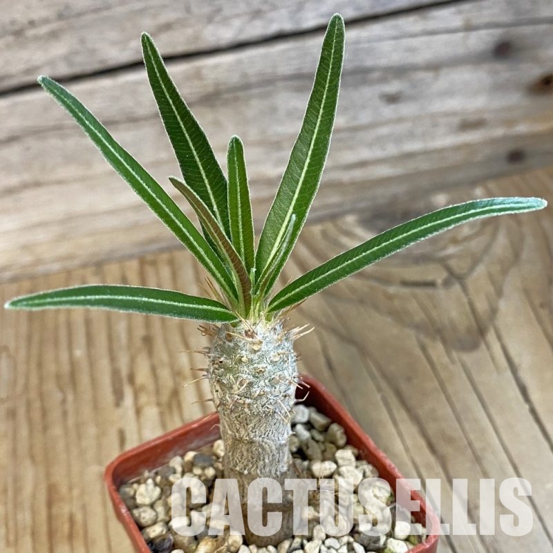 SH34391 Pachypodium rosulatum ssp. gracilius PV1823