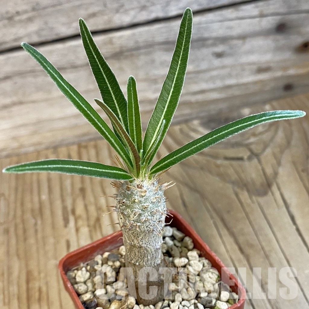 SH34391 Pachypodium rosulatum ssp. gracilius PV1823