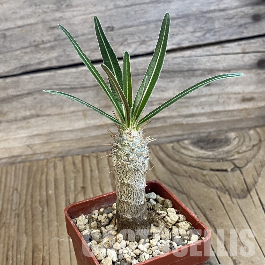 SH34391 Pachypodium rosulatum ssp. gracilius PV1823 – Image 2