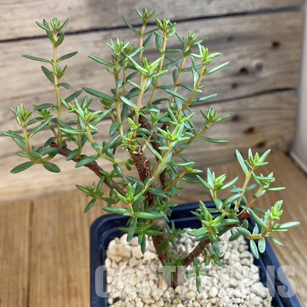 SH34377 Crassula sarcocaulis ssp. rupicola