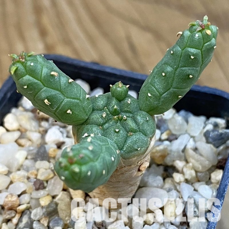SH34392 Euphorbia inermis -Prava-true