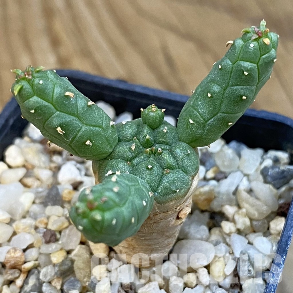 SH34392 Euphorbia inermis -Prava-true