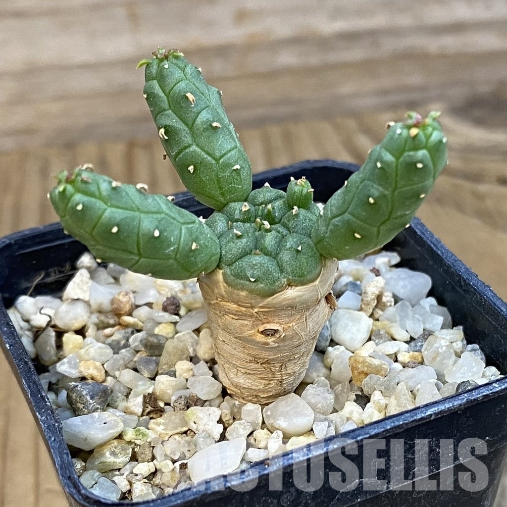 SH34392 Euphorbia inermis -Prava-true – Image 2