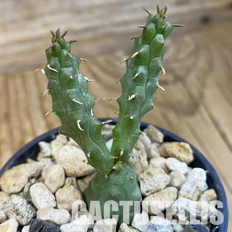 SH34393 Euphorbia globosa