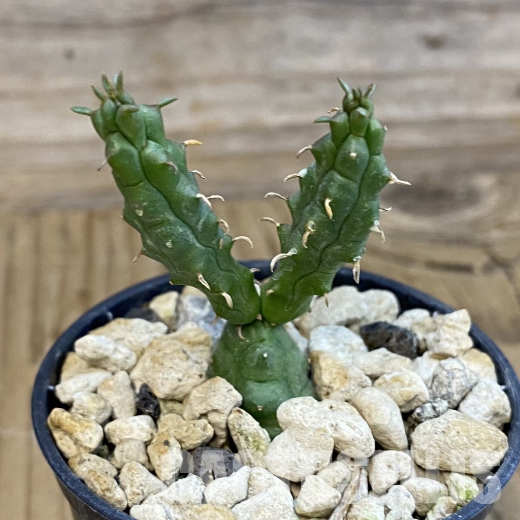 SH34393 Euphorbia globosa – Image 2