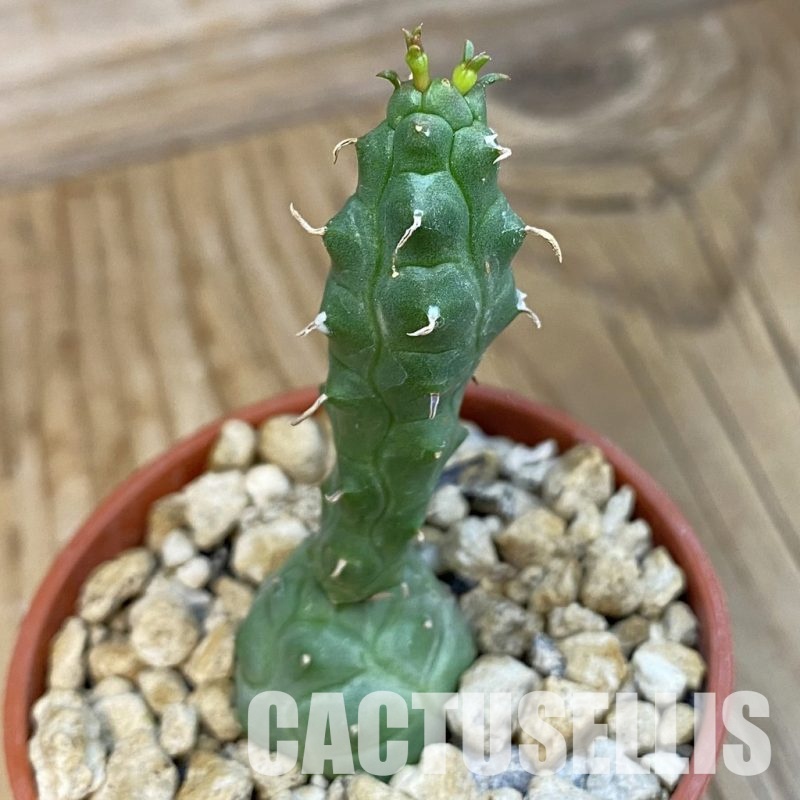 SH34394 Euphorbia globosa