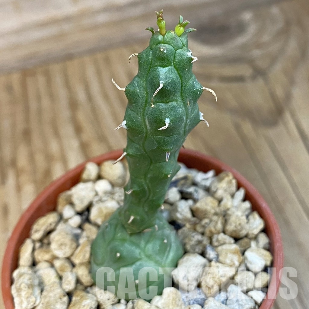 SH34394 Euphorbia globosa