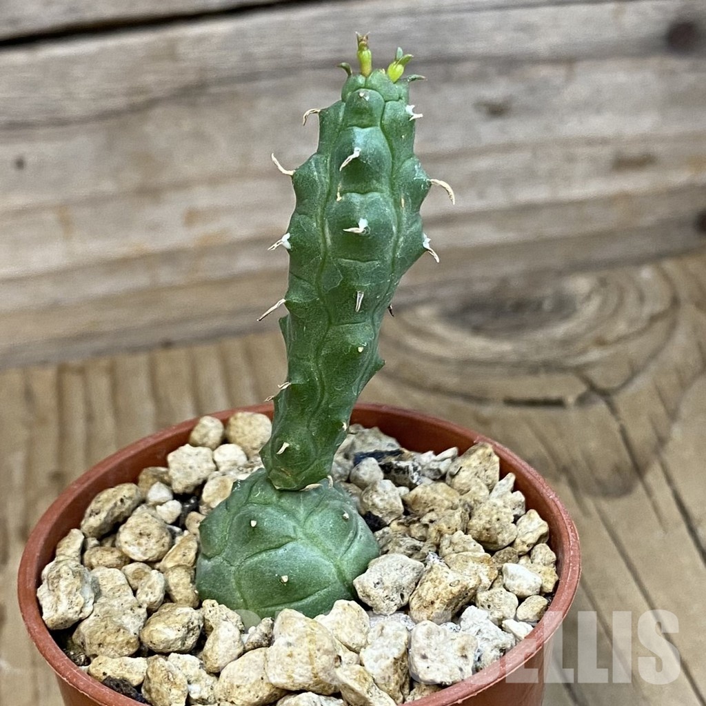 SH34394 Euphorbia globosa – Image 2