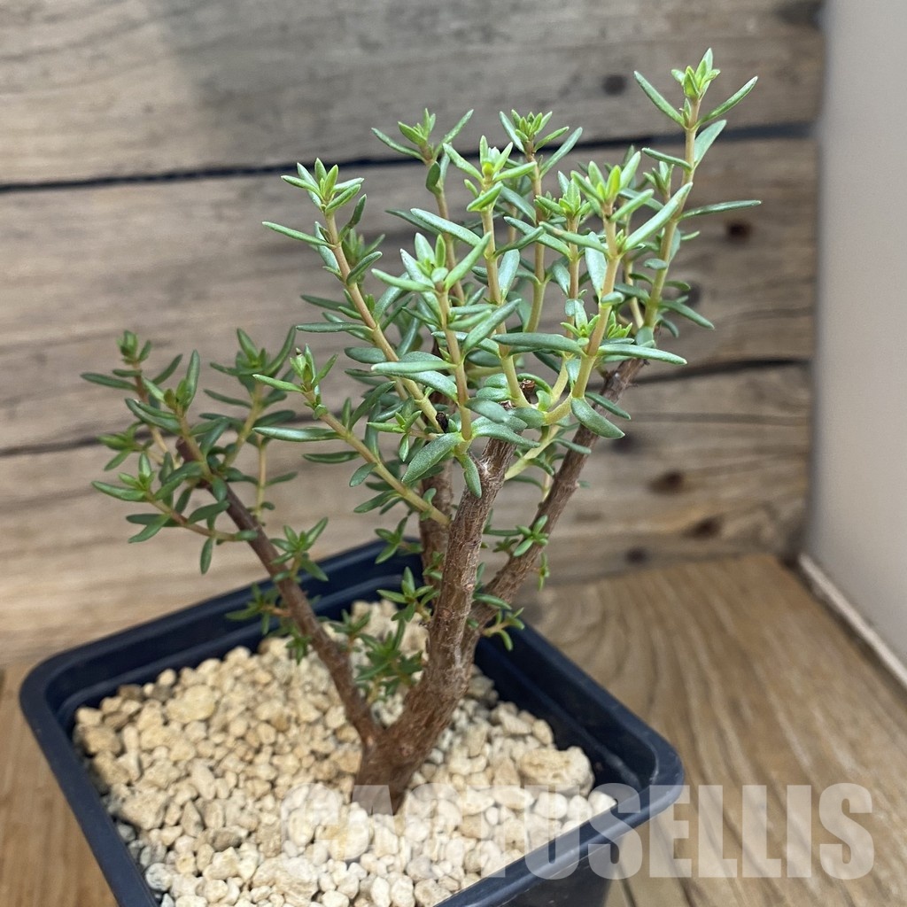 SH34377 Crassula sarcocaulis ssp. rupicola - Зображення 2