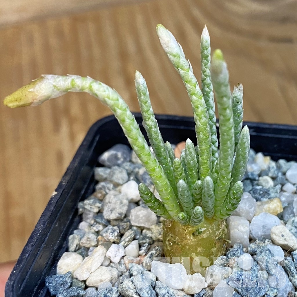 SH34395 Avonia quinaria – Image 2