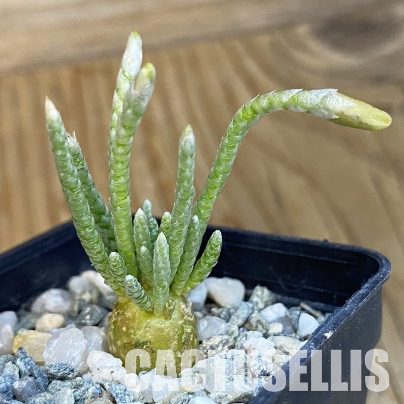SH34395 Avonia quinaria