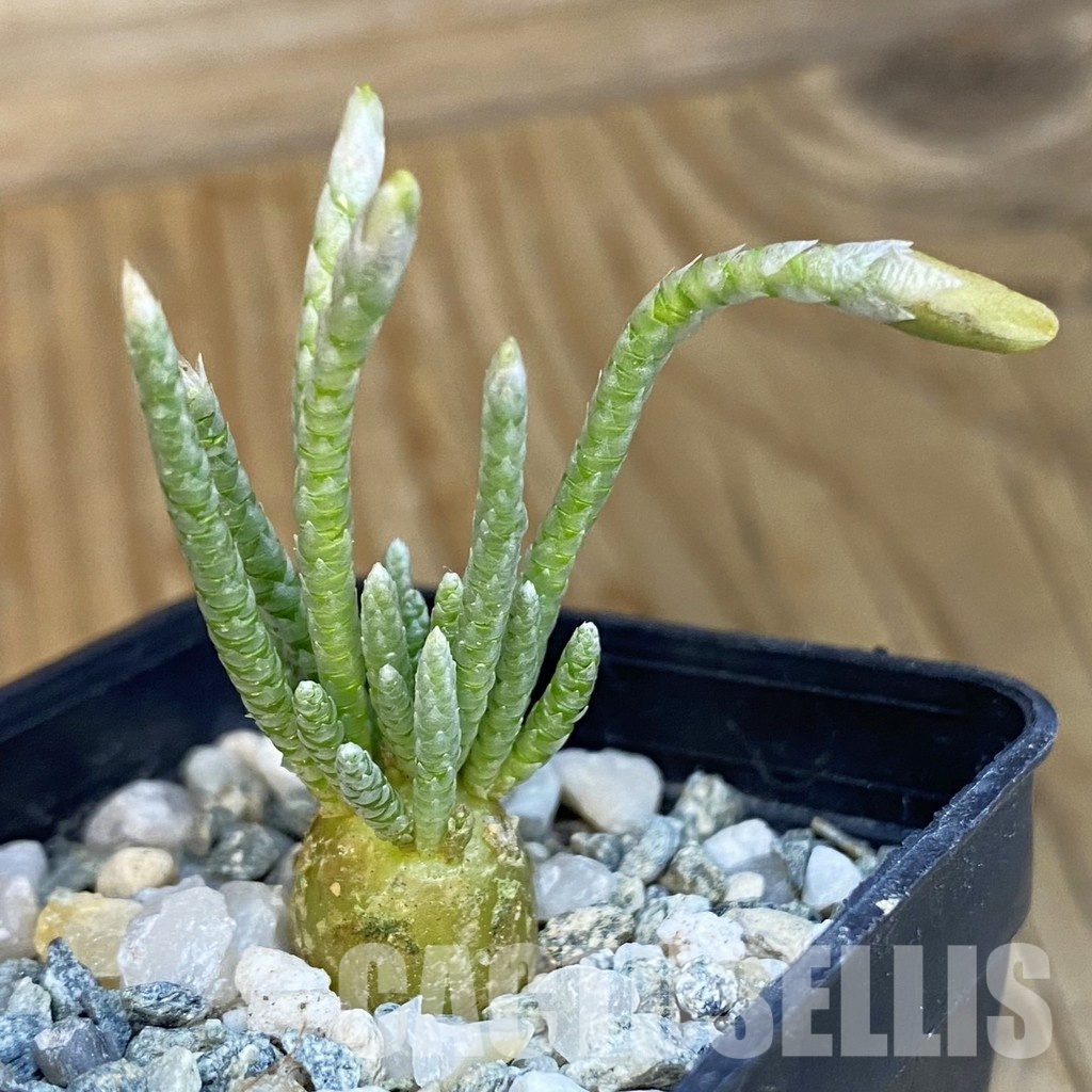 SH34395 Avonia quinaria