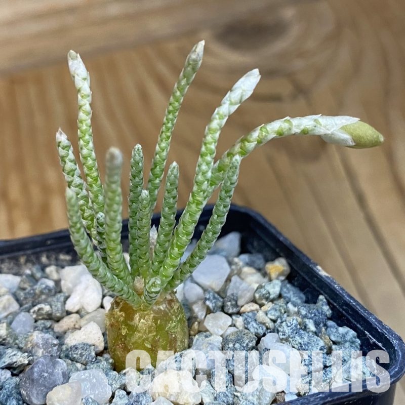 SH34396 Avonia quinaria