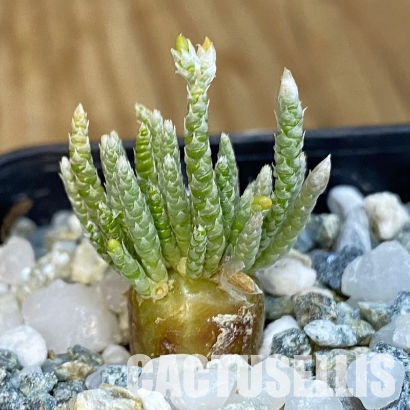 SH34397 Avonia alstonii