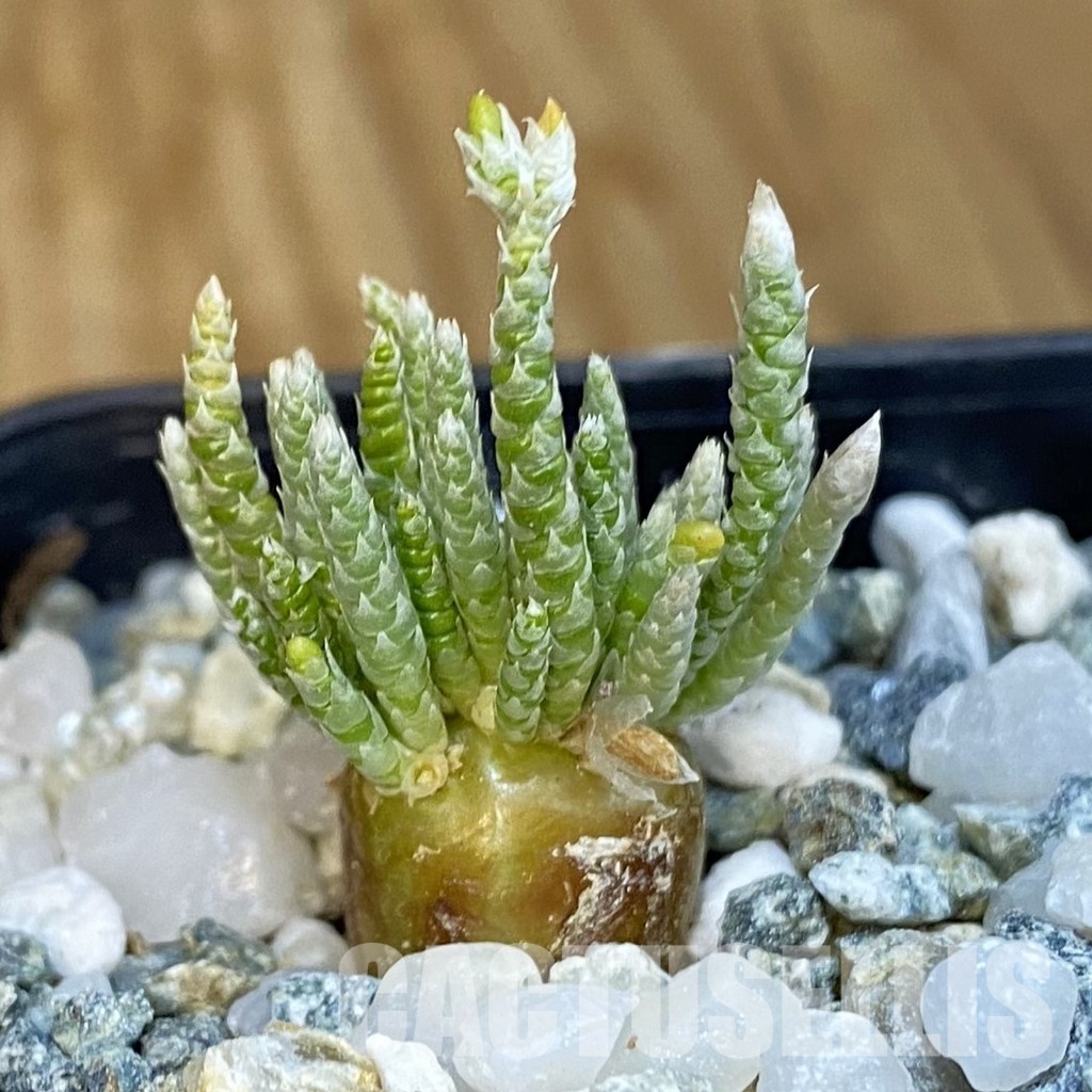 SH34397 Avonia alstonii