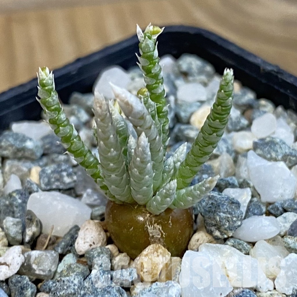 SH34398 Avonia alstonii – Image 2