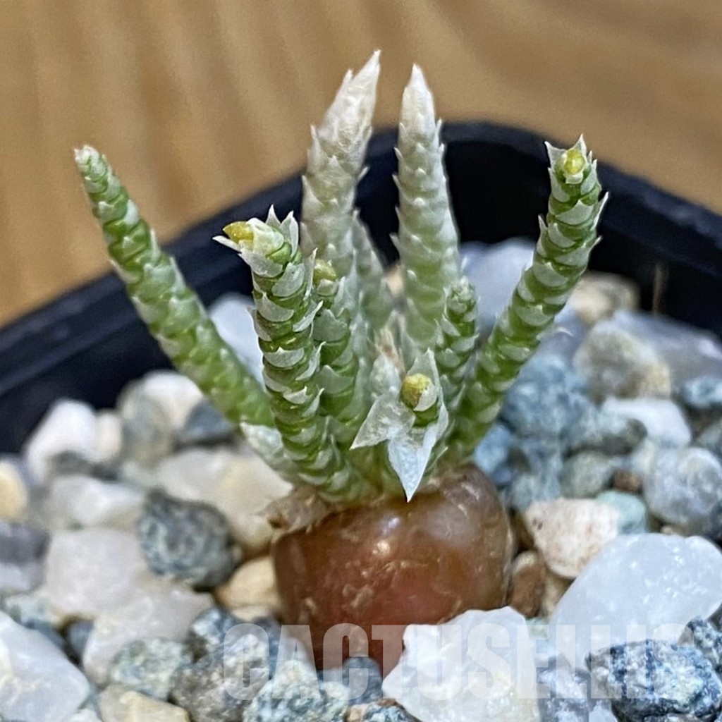 SH34398 Avonia alstonii