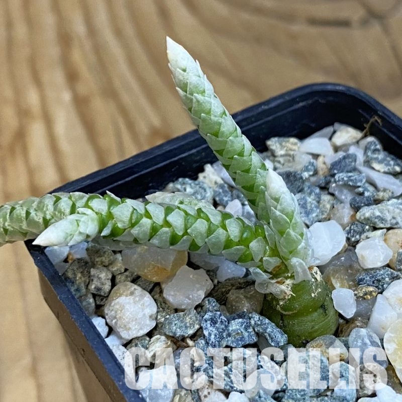 SH34399 Avonia vespertina 04/25